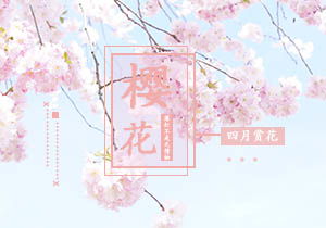 校園中的櫻花作文初中