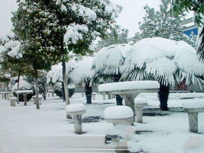 作文,雪景,描寫(xiě),冬天