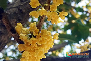 校園桂花開(kāi)了一段話(huà),校園桂花開(kāi)讀后感,校園桂花開(kāi)了