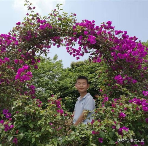 開(kāi)滿(mǎn)丁香花的校園六級作文350字