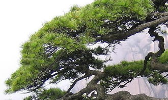 校園的荷花池和松樹(shù)作文