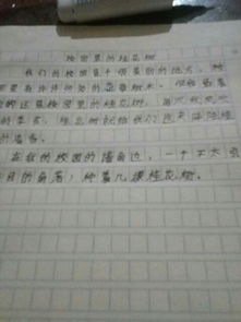 校園里的一角桂花樹(shù)作文