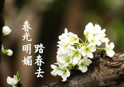 校園一縷春光作文500字