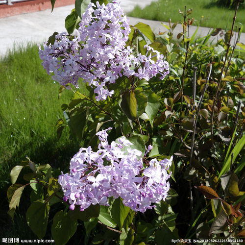 地點(diǎn)開滿丁香花的校園作文