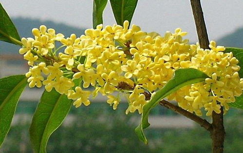 11月校園桂花開(kāi)作文