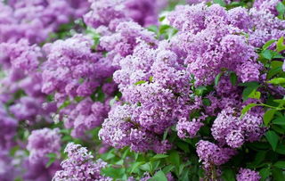 開(kāi)滿(mǎn)丁香花的校園想象作文