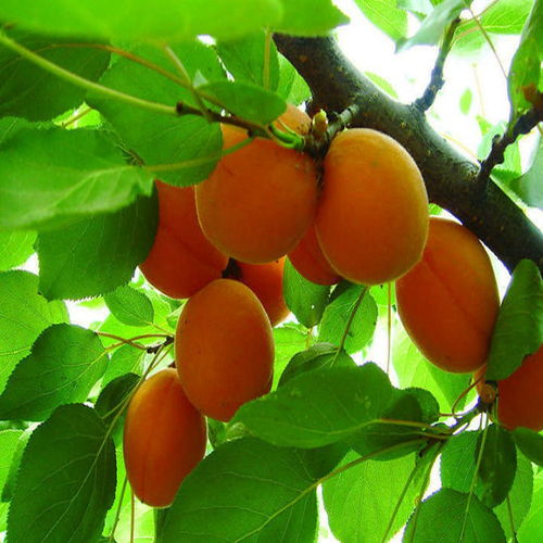 杏樹(shù),作文,校園里