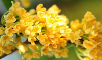 作文,描寫,初中,校園