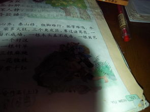 校園里的扇子樹(shù)作文