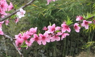 在校園的桃花樹(shù)作文三級(jí)