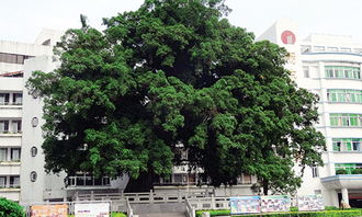 三級作文校園里的大榕樹(shù)