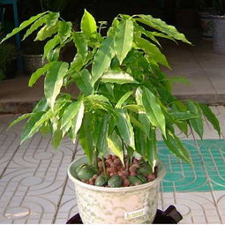 元寶樹(shù)的繁殖方法和注意事項