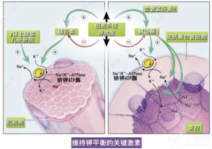 簡(jiǎn)述低鉀血癥靜脈補(bǔ)鉀的注意事項(xiàng)