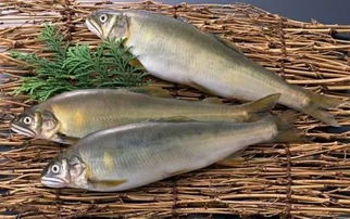 魚(yú)塘用代森銨的注意事項,代森銨打柑橘青苔注意事項,代森聯(lián)注意事項