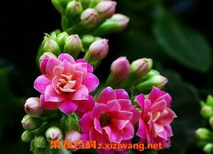 長(cháng)壽菊怎么養殖方法和注意事項