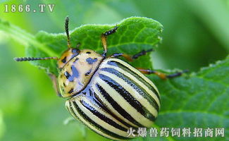 昆蟲(chóng),食用,注意事項