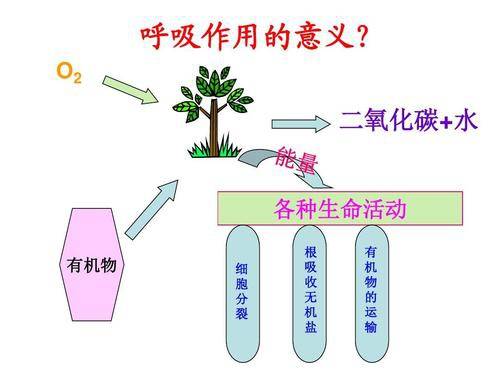 果蔬呼吸強(qiáng)度測(cè)定的注意事項(xiàng)
