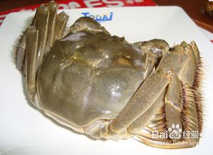 十月份螃蟹養直注意事項