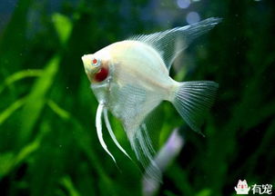 養神仙魚(yú)注意事項