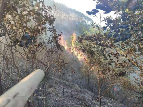 撲救山火注意事項,撲救山火安全注意事項,預(yù)防山火注意事項