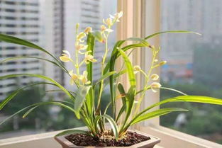 蘭花移植完注意事項