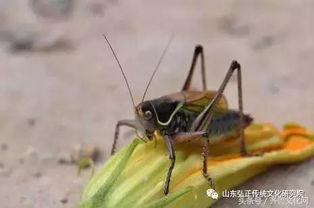 蟈蟈冬季飼養注意事項
