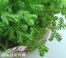 養殖,注意事項,幸福,方法