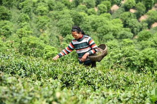 鄭州到信陽(yáng)采茶注意事項(xiàng)