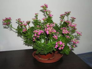 長壽,注意事項(xiàng),花換盆后