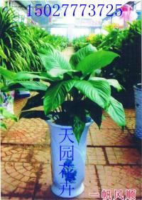 祥芋養殖注意事項