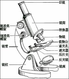 顯微鏡注意事項細調