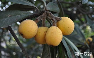 枇杷樹(shù)種植方法和注意事項,枇杷樹(shù)的種植,枇杷樹(shù)栽種注意事項
