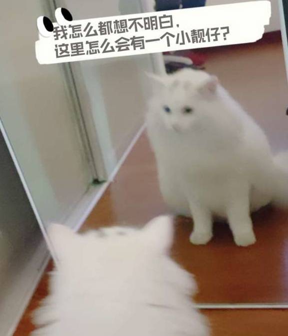 養貓的注意事項,初學(xué)者養貓注意事項,養貓知識和注意事項