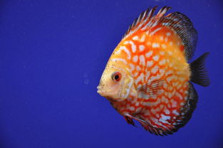 燕魚(yú)繁殖方法及注意事項,養燕魚(yú)的注意事項,新手養燕魚(yú)注意事項