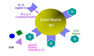 免疫親和柱實(shí)驗原理及注意事項