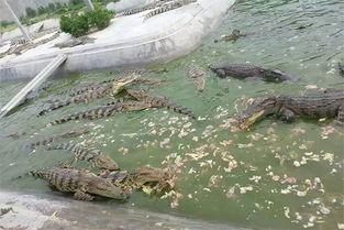 鱷魚(yú)養殖場(chǎng)建筑的安全注意事項