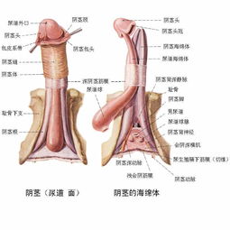 做陰莖手術(shù)注意事項