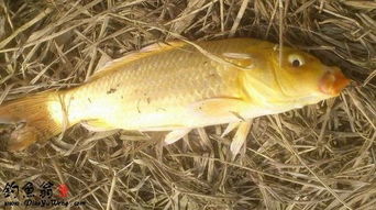冬季黃金鯽魚的餌料及注意事項