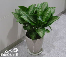 雅麗皇后的養殖方法和注意事項,如意皇后的養殖方法和注意事項,如意皇后養殖方法和注意事項有毒嗎
