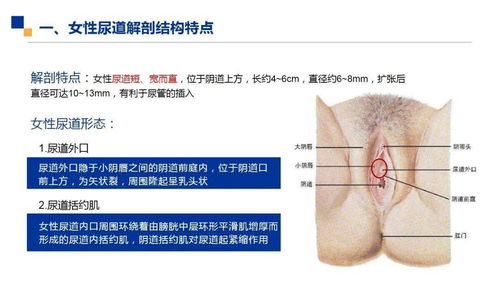 女病人導尿的注意事項及方法