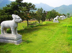 造墓地的注意事項(xiàng),墓地選擇注意事項(xiàng),墓地種柏樹(shù)的注意事項(xiàng)