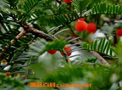紅豆杉移植注意事項