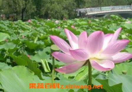 盆栽芙蓉花的養殖方法和注意事項
