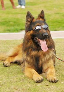 選德國牧羊犬注意事項