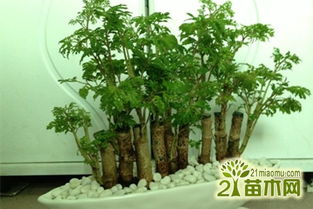 養殖,注意事項,福祿,方法