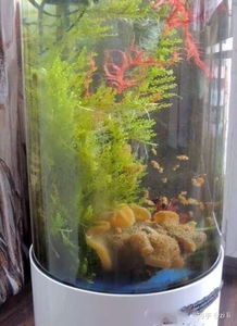 草缸養魚(yú)注意事項,荷花缸養魚(yú)注意事項,陶瓷缸養魚(yú)注意事項