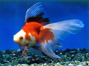 金魚(yú)喂養注意事項,金魚(yú)的養殖方法和注意事項,泰獅金魚(yú)注意事項