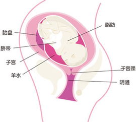 懷孕35周了應(yīng)該注意事項(xiàng)