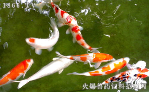 錦鯉,注意事項,新缸養