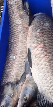 青魚(yú),注意事項